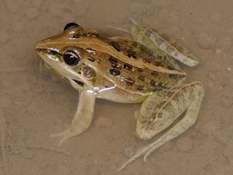 Ptychadena mascareniensis (© Paolo Mazzei) Ptychadena mascareniensis (© Paolo Mazzei)