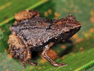 Sechellophryne gardineri (© Paolo Mazzei) Sechellophryne gardineri (© Paolo Mazzei)
