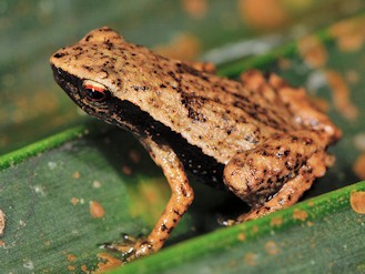 Sechellophryne gardineri (© Paolo Mazzei) Sechellophryne gardineri (© Paolo Mazzei)
