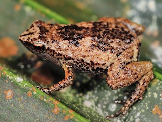 Sechellophryne gardineri (© Paolo Mazzei) Sechellophryne gardineri (© Paolo Mazzei)