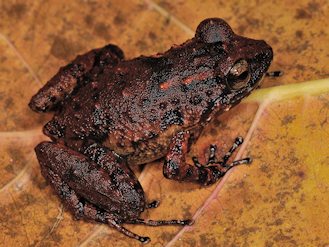 Sooglossus thomasseti (© Paolo Mazzei) Sooglossus thomasseti (© Paolo Mazzei)