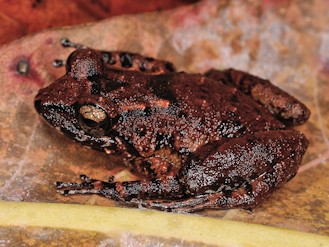 Sooglossus thomasseti (© Paolo Mazzei) Sooglossus thomasseti (© Paolo Mazzei)