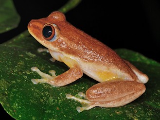 Tachycnemis seychellensis (© Paolo Mazzei) Tachycnemis seychellensis (© Paolo Mazzei)
