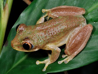 Tachycnemis seychellensis (© Ghila Zoutter) Tachycnemis seychellensis (© Ghila Zoutter)