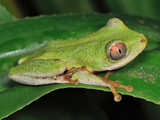 Tachycnemis seychellensis (© Paolo Mazzei) Tachycnemis seychellensis (© Paolo Mazzei)