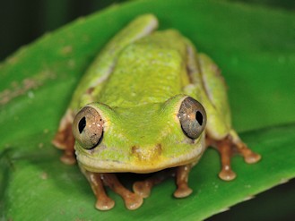 Tachycnemis seychellensis (© Paolo Mazzei) Tachycnemis seychellensis (© Paolo Mazzei)