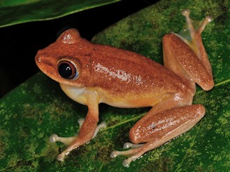 Tachycnemis seychellensis (© Paolo Mazzei) Tachycnemis seychellensis (© Paolo Mazzei)