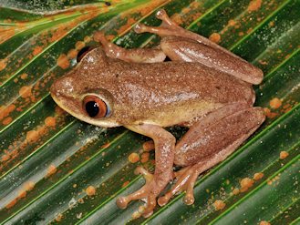 Tachycnemis seychellensis (© Paolo Mazzei) Tachycnemis seychellensis (© Paolo Mazzei)