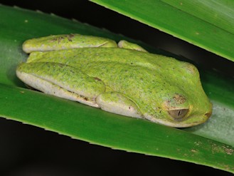 Tachycnemis seychellensis (© Paolo Mazzei) Tachycnemis seychellensis (© Paolo Mazzei)