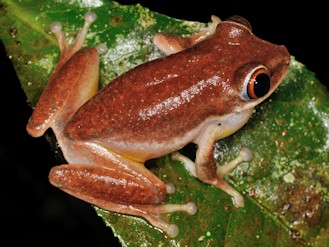 Tachycnemis seychellensis (© Paolo Mazzei) Tachycnemis seychellensis (© Paolo Mazzei)